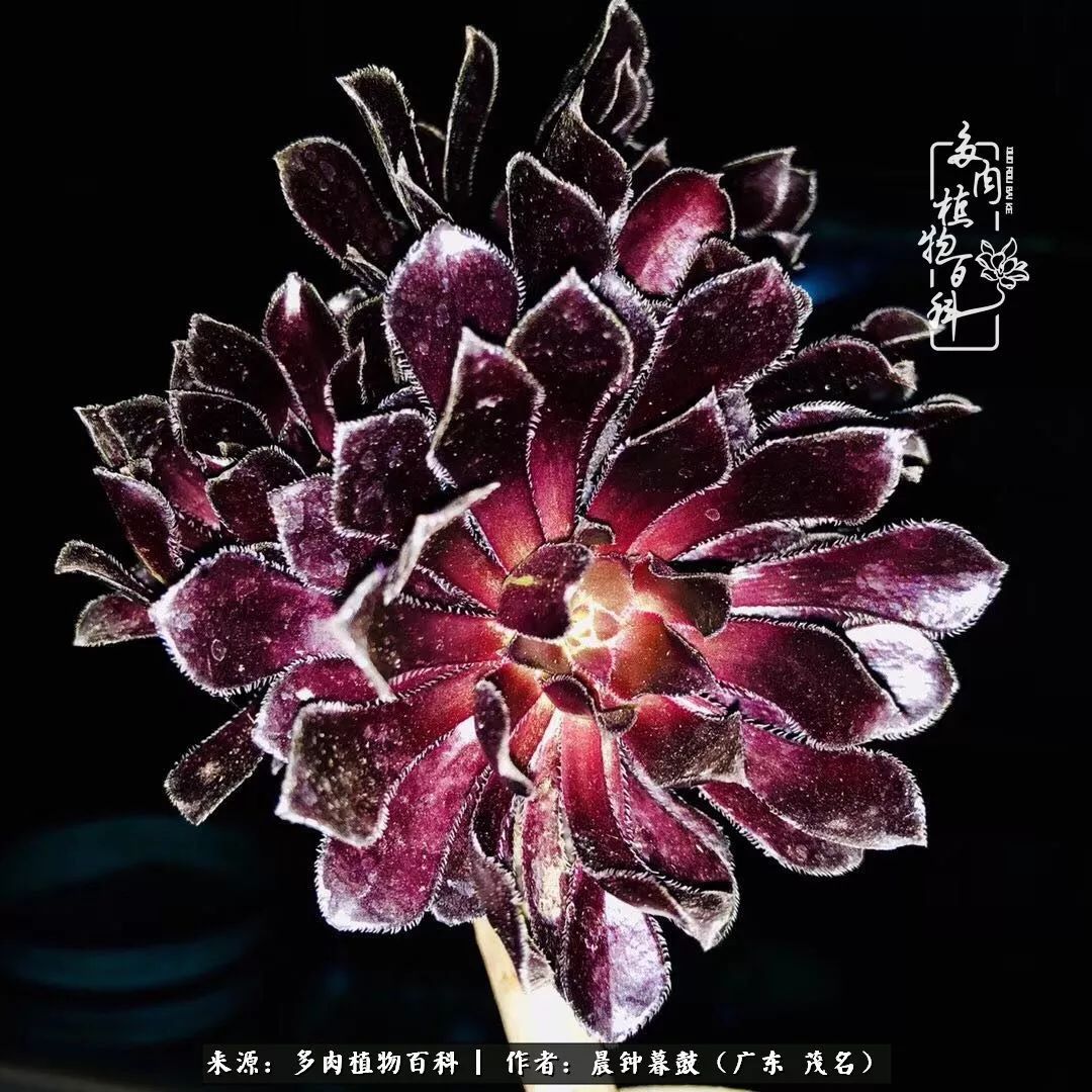 轻轻地告诉你，我的多肉也曾美过，不信你看看