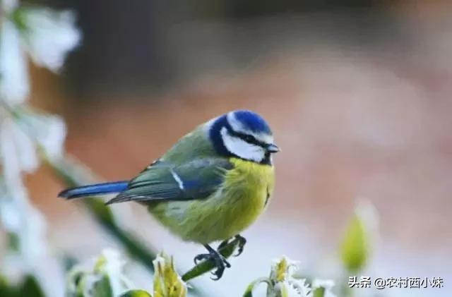 冬天到了小鸟会飞往哪里过冬,冬天到了鸟儿去哪了
