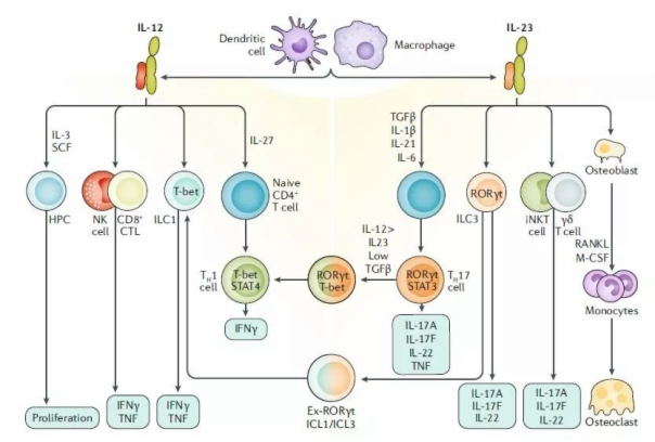这条明星信号通路已催生多款重磅新药治疗多种炎症性疾病