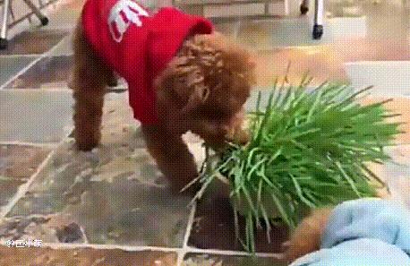 带狗出门需要关注什么,带狗出门遛弯关注事项