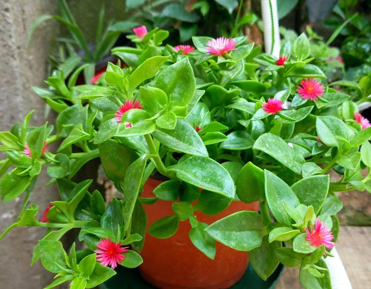 花卉吊兰100种,吊兰绿植盆栽第一名