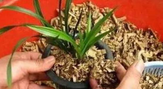 锯末发酵的养花肥料有哪些,喜欢养花就避免不了虫害