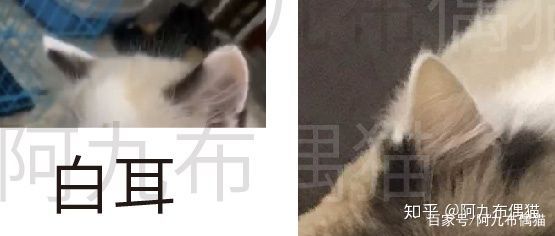 布偶猫舍推荐买什么猫粮,正规布偶猫舍推荐及其地理位置