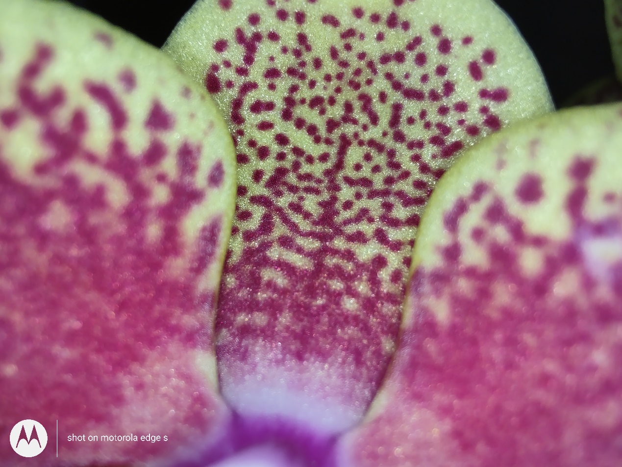 motorolaedgespro和edges区别,motorolaedges视频