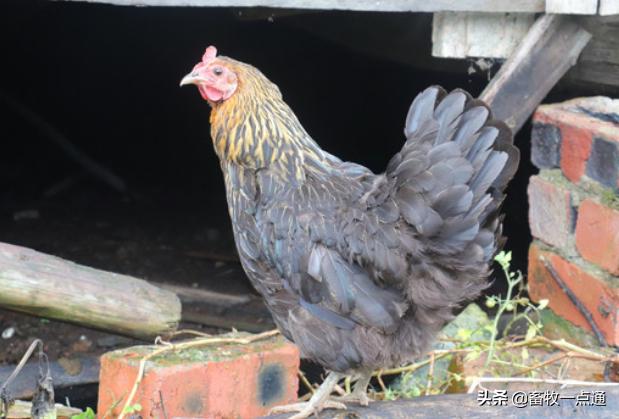 鸡的人工授精是怎么做的,肉鸡品种人工授精