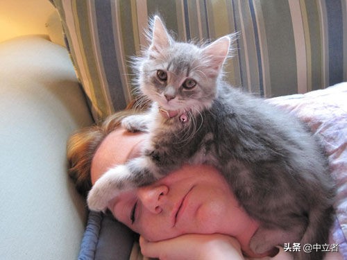 猫咪舔塑料袋是啥原因,猫咪舔人手代表什么意思