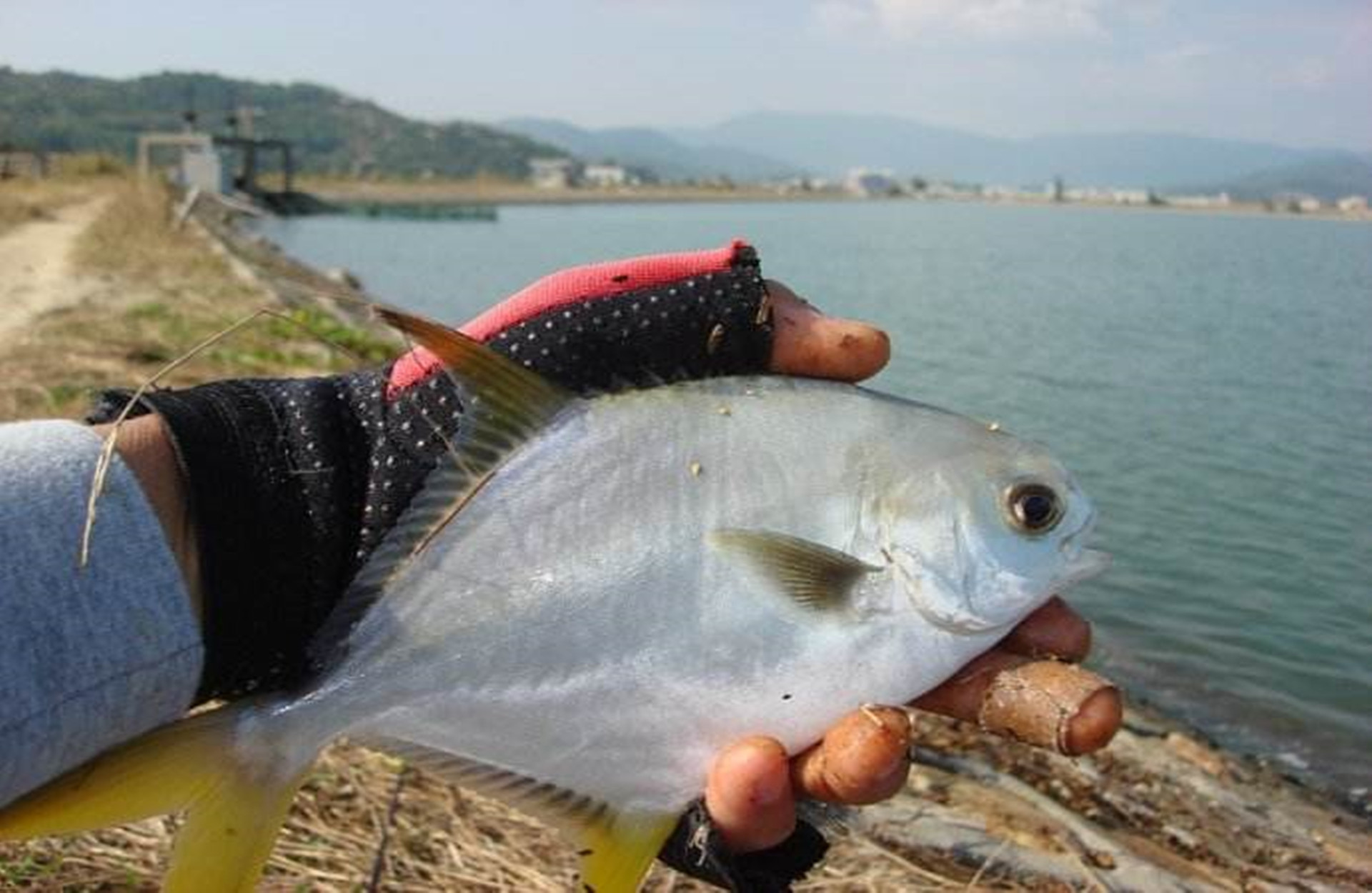 红烧鲳鱼最正宗的做法,红烧鲳鱼美味可口做法简单易学