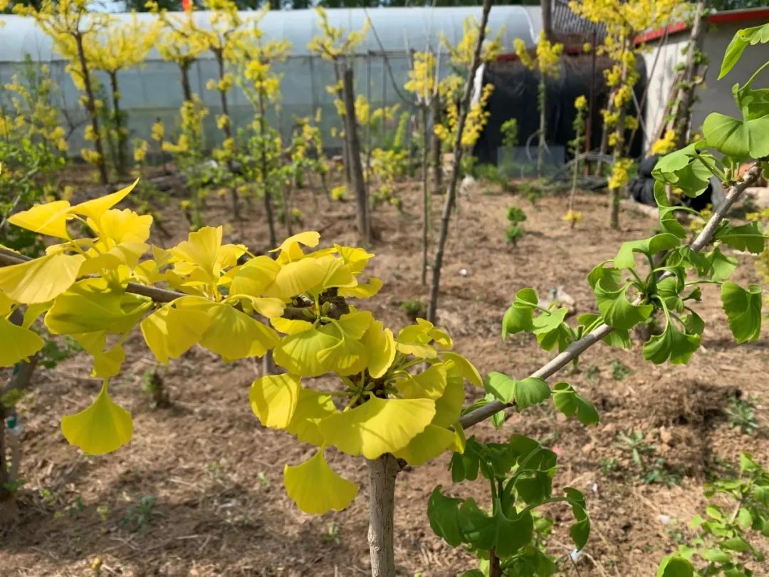 这种银杏不仅秋季金叶，春季叶色也是金黄