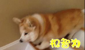 狗狗咳嗽呕吐白色粘液是什么原因,狗狗一直咳嗽干呕咋回事