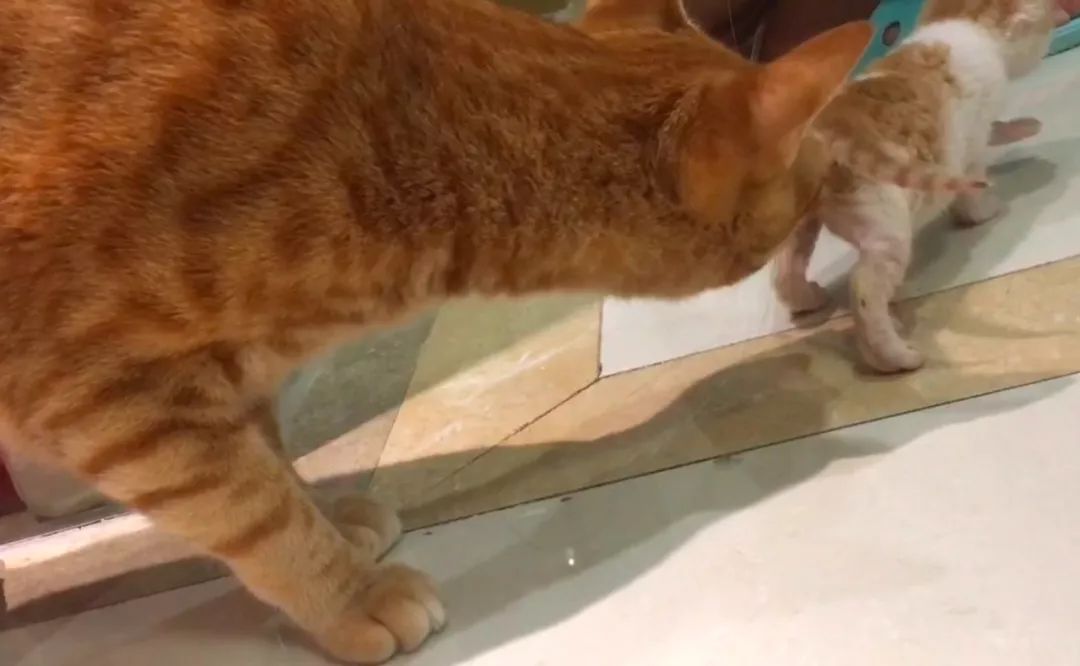 如何纠正猫咪的尿床行为,怎么彻底解决猫咪尿床