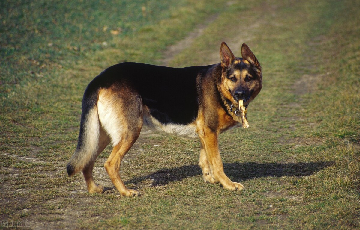 三个月德牧怎样喂肥,德牧犬太瘦了怎么喂