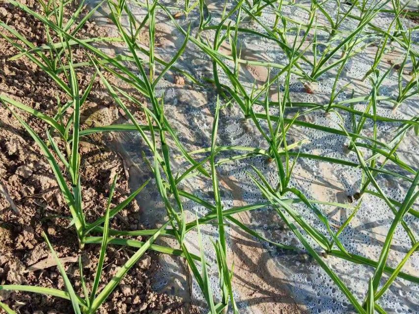 大蒜地蛆不上药能自生自灭吗,大蒜生地蛆11月份怎样治疗