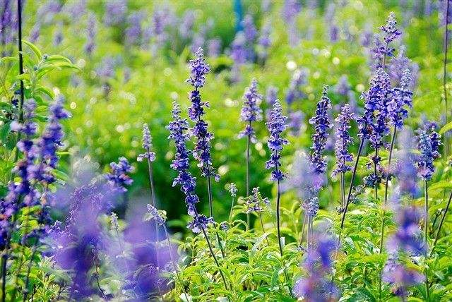 薰衣草的世界很好看,薰衣草的世界