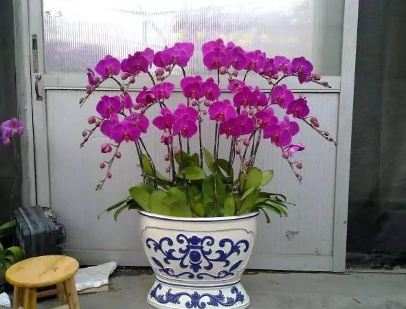 蝴蝶兰花谢后怎么处理才能再开花,蝴蝶兰花谢后怎么处理慢动作