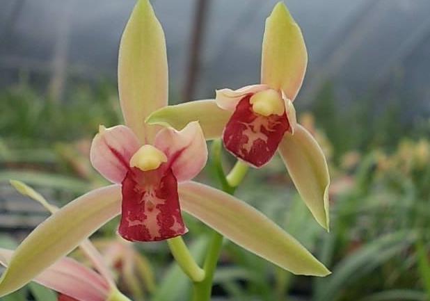 兰花贵妃醉酒在兰花中什么档次,兰花贵妃醉酒假品种