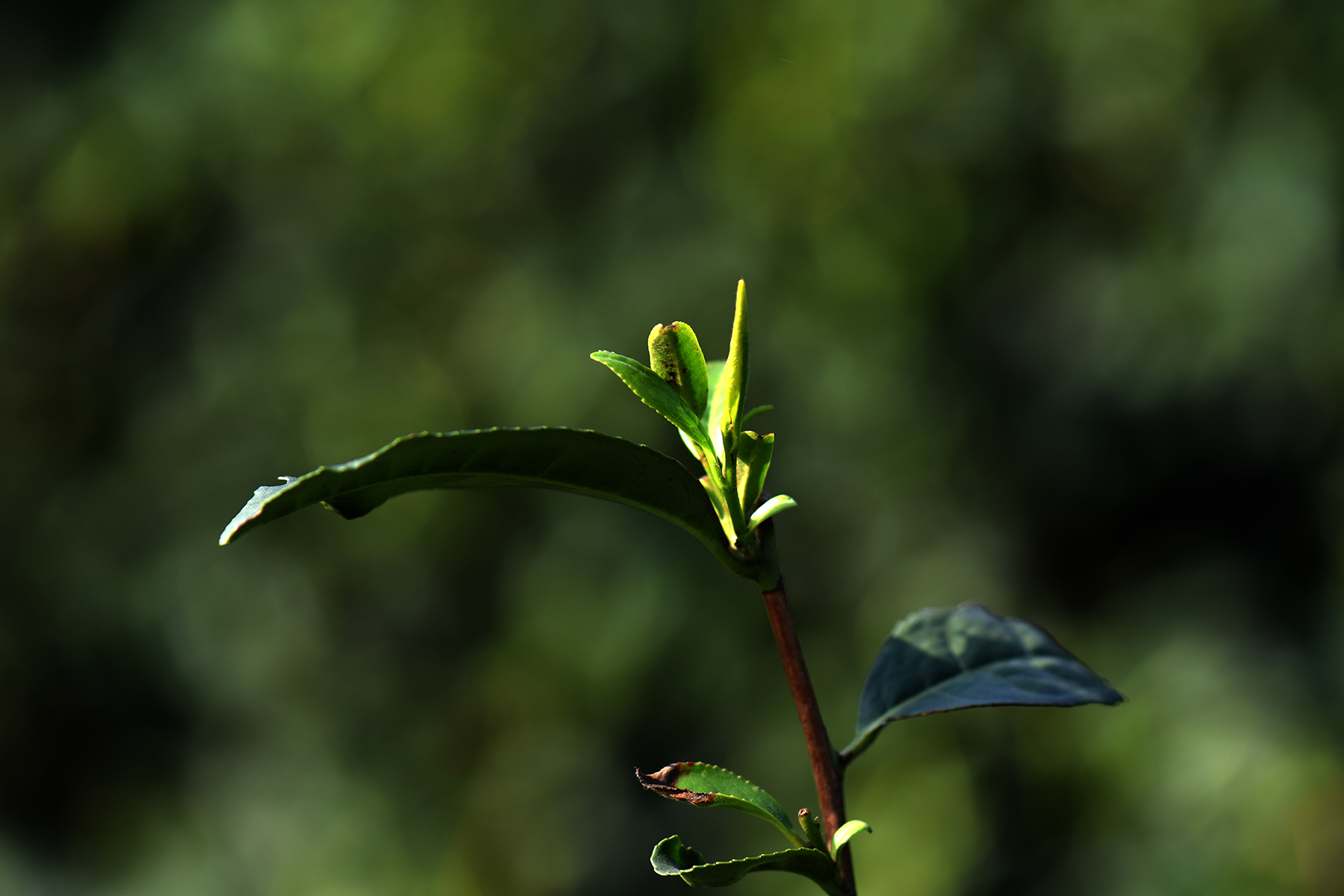从业十年我所经历的火爆和低迷,茶行业真实揭露