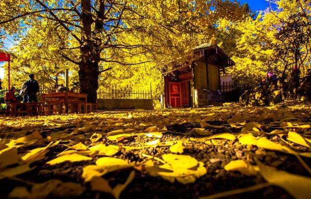 11月这个季节适合去哪里旅游最好,惬意的秋天最适合去旅行