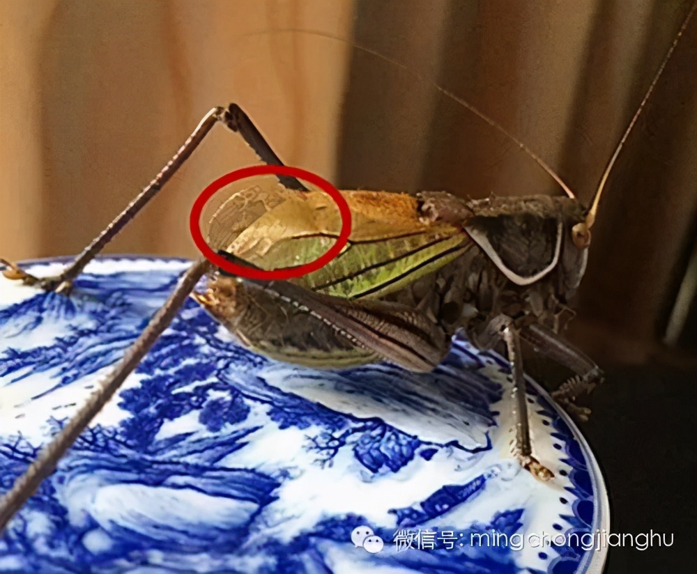 冬蝈蝈怎么挑选,介绍蝈蝈的说明方法