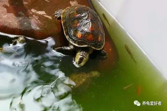 中华花龟的饲养方法,养中华花龟的正确方法