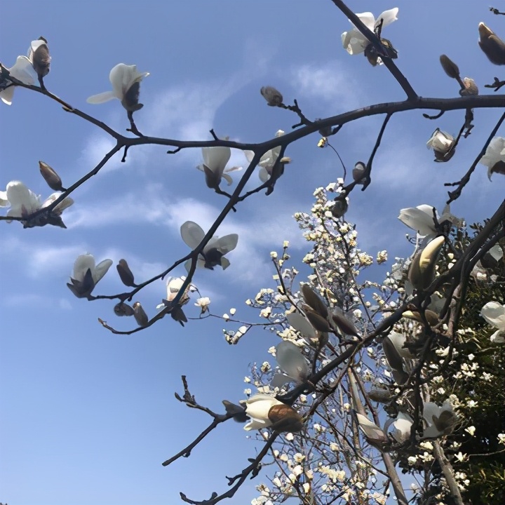 带你云端旅行辛丑年春节，我在苏州“偷”了个早春