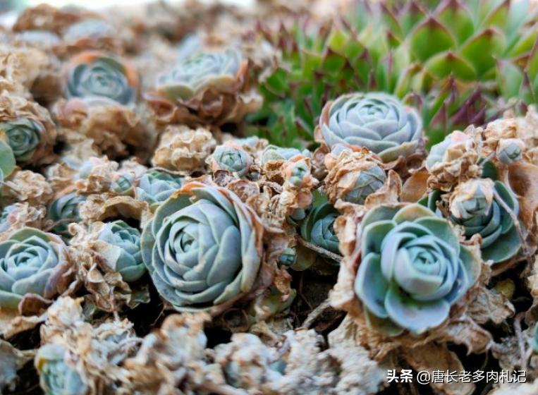耐高温好养的多肉品种,耐零下5度的多肉有哪些