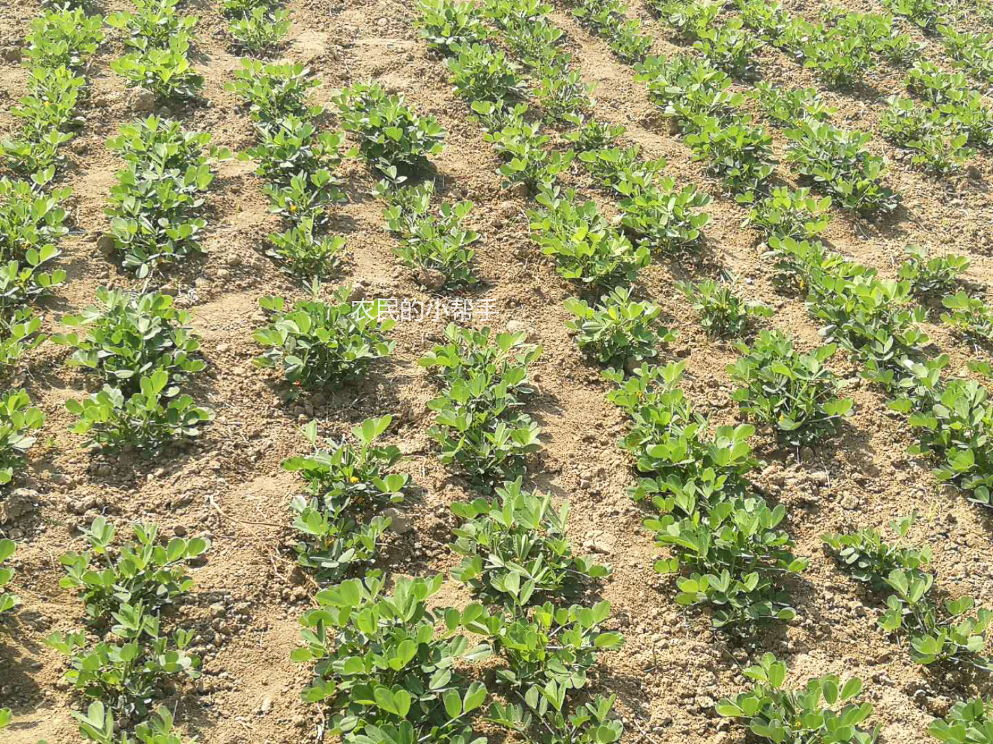 花生出苗后生杂草用什么除草剂,种植花生如何防治杂草