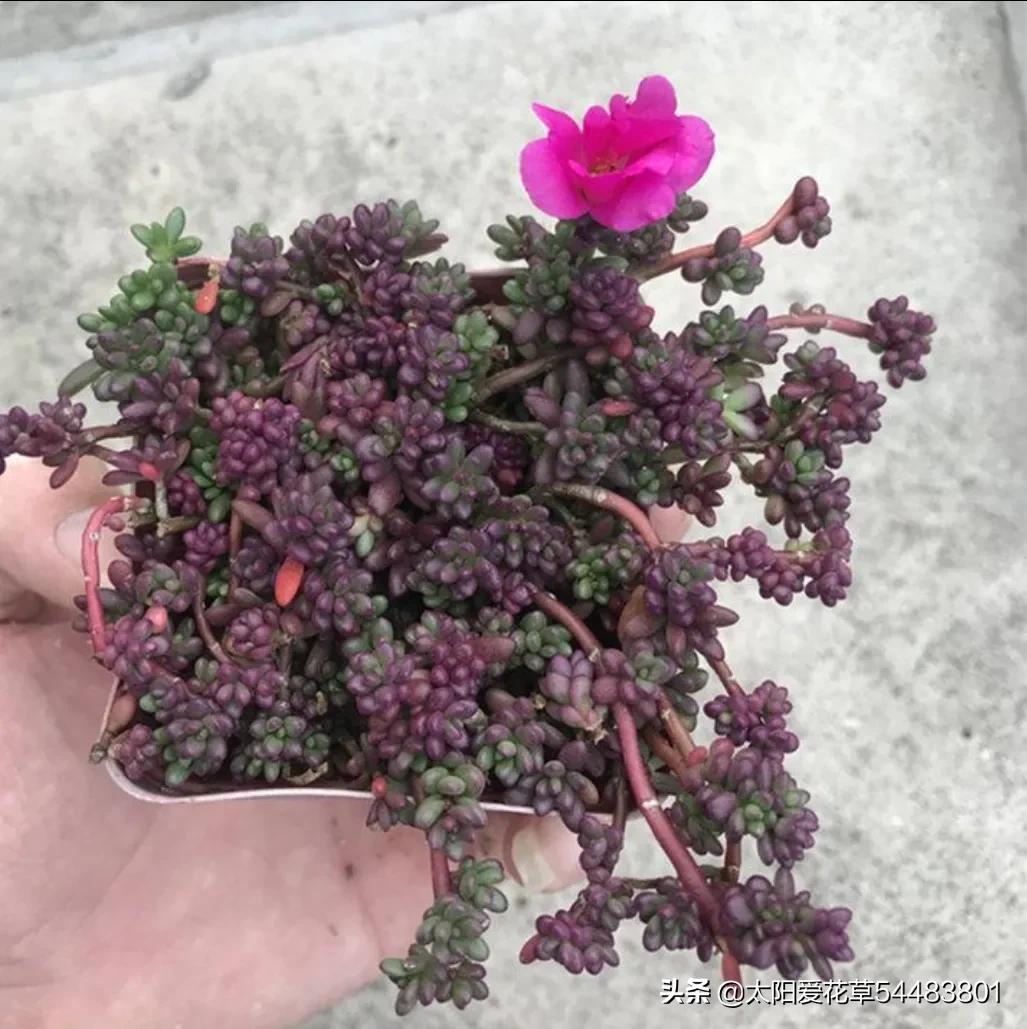 紫米粒多肉植物怎么养,紫米粒多肉夏季