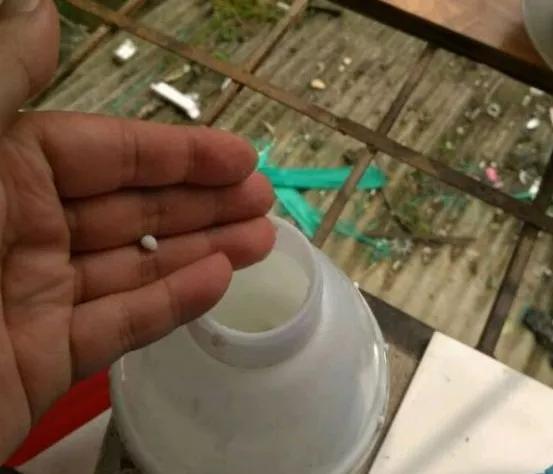 想要养好绿萝关注这几点就够了,绿萝这样养疯长如瀑布半月长爆盆