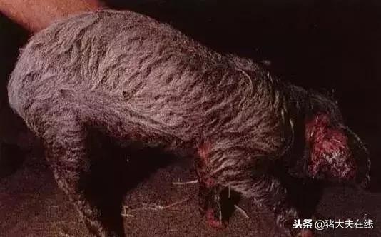 仔猪油皮什么原因造成的,仔猪油皮病的治疗方法