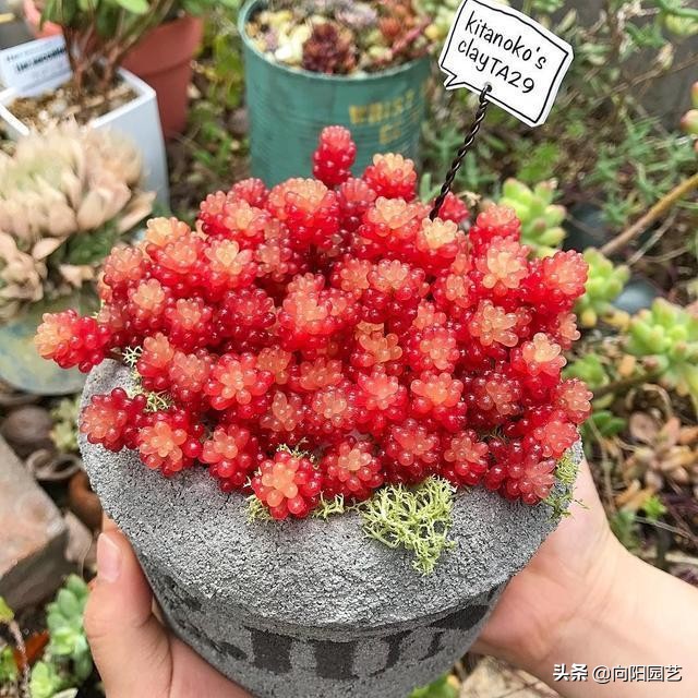 养多肉养了好多花盆不够,养多肉靠这3个要素疯长爆盆