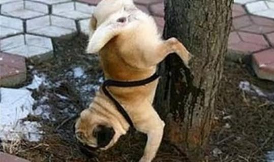 怎么训练狗狗定点上厕所,怎样训练狗狗定点上厕所大小便