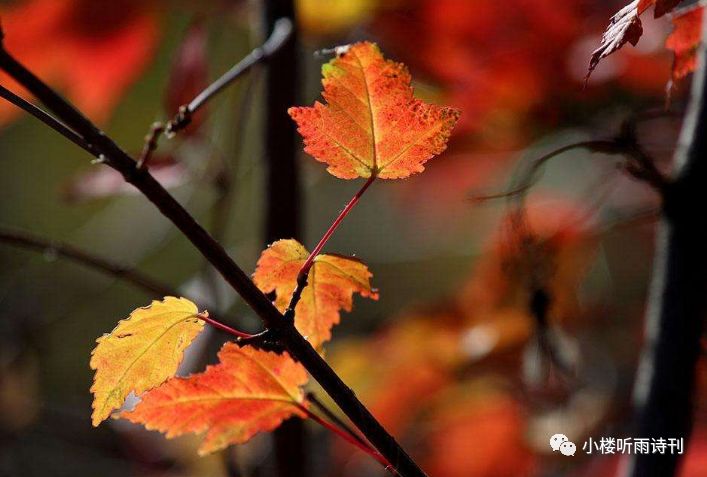 小楼周刊最新一期,小楼周刊2024第二十期