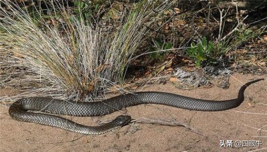 狂野澳洲的致命毒蛇—太攀蛇