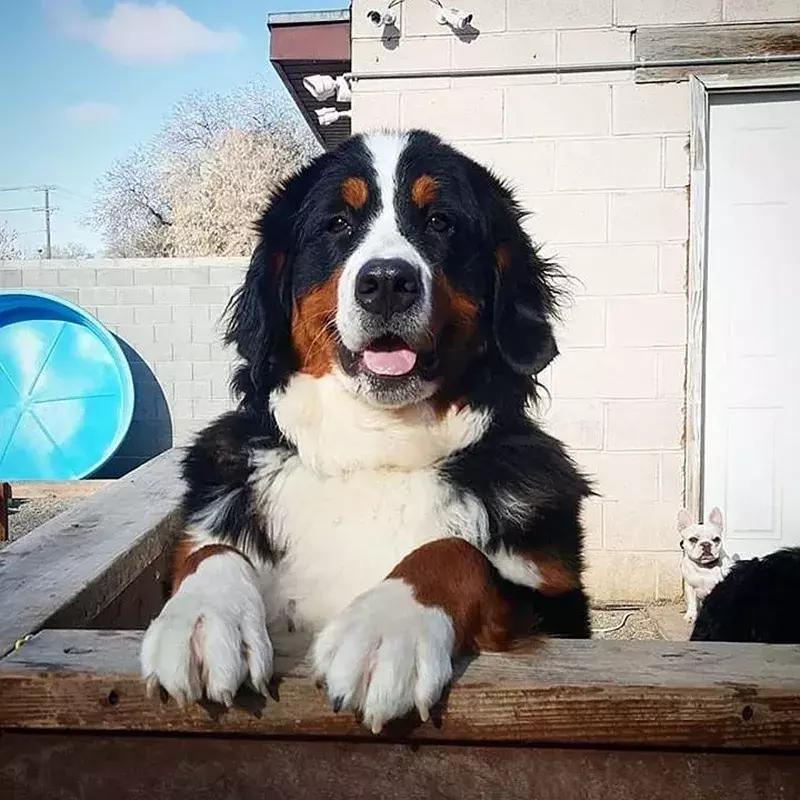 狗狗两腿内侧突然起红疹,狗狗身上起红疹用什么药