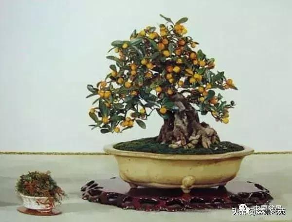 推荐36种好养的盆景植物,茶桌上养什么盆景植物