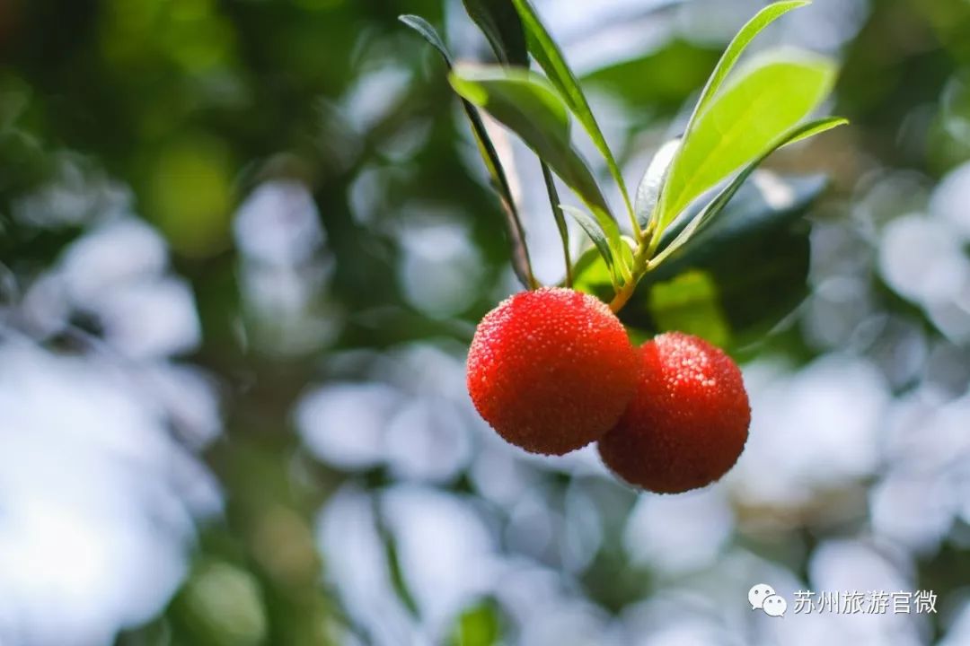 吃上一颗杨梅,正宗苏州杨梅