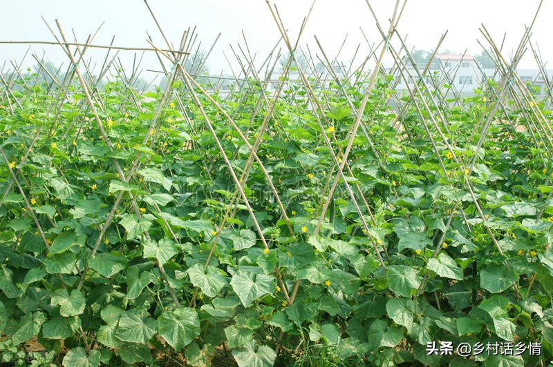 茄子黄瓜叶子黄怎么回事,茄子黄叶怎么办小妙招