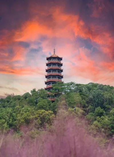 深圳花海景区推荐图片大全,深圳哪里有大片花海