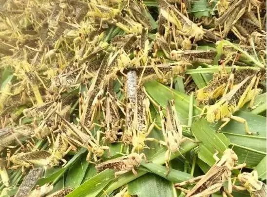 蚂蚱养殖现在前景如何,蚂蚱养殖有销路吗联系电话