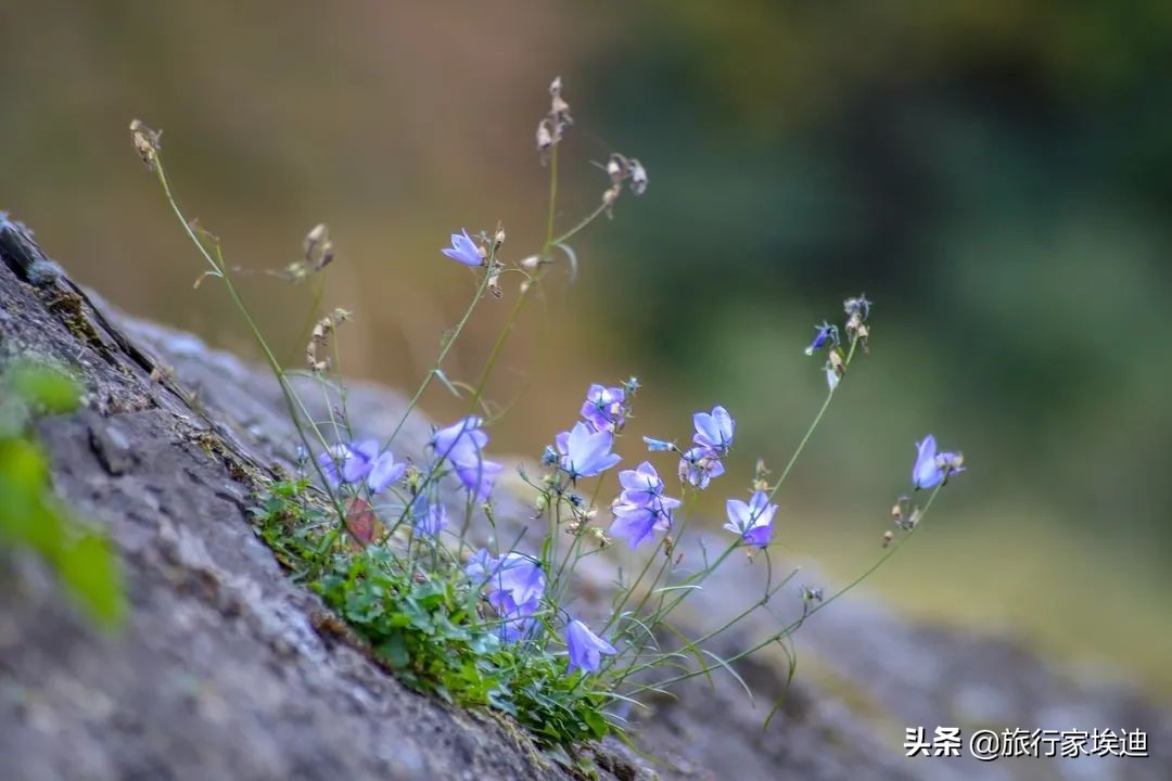 用正念练习可以克服焦虑感,正念治疗惊恐缓解焦虑30分钟