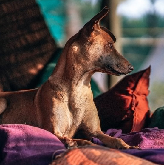 狗狗为什么总是反复舔、啃咬自己的脚部？这种行为真的正常吗？