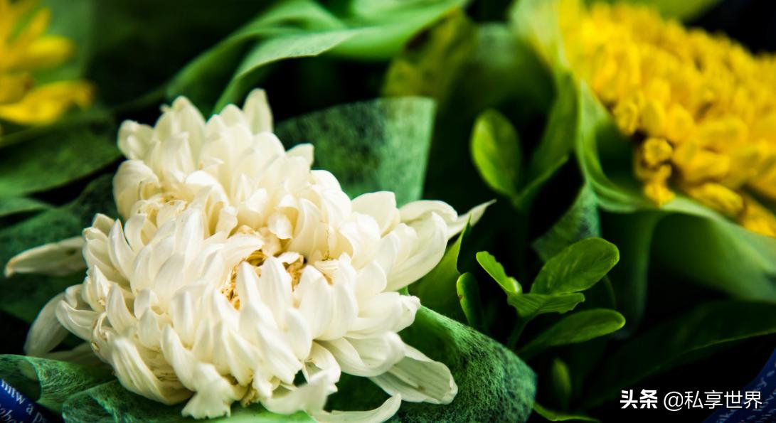 中国哪个城市火锅最好吃,中国哪个地方的火锅最好吃