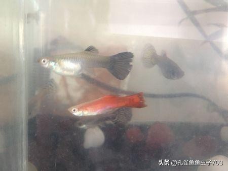 孔雀鱼会传染什么疾病,孔雀鱼常见疾病与原因