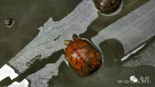 鉴赏花草模板,小青苗照片