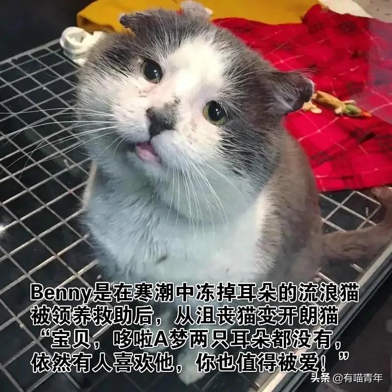因为爱，瘫痪14年的猫咪一直在创造奇迹