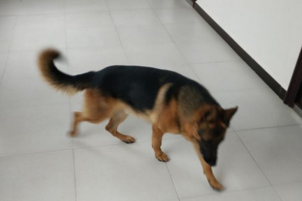 养德牧的乐趣是什么,养德牧是种什么体验德国牧羊犬