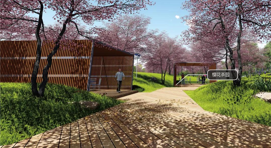 晋江樱花公园,不用去远方也能看到樱花