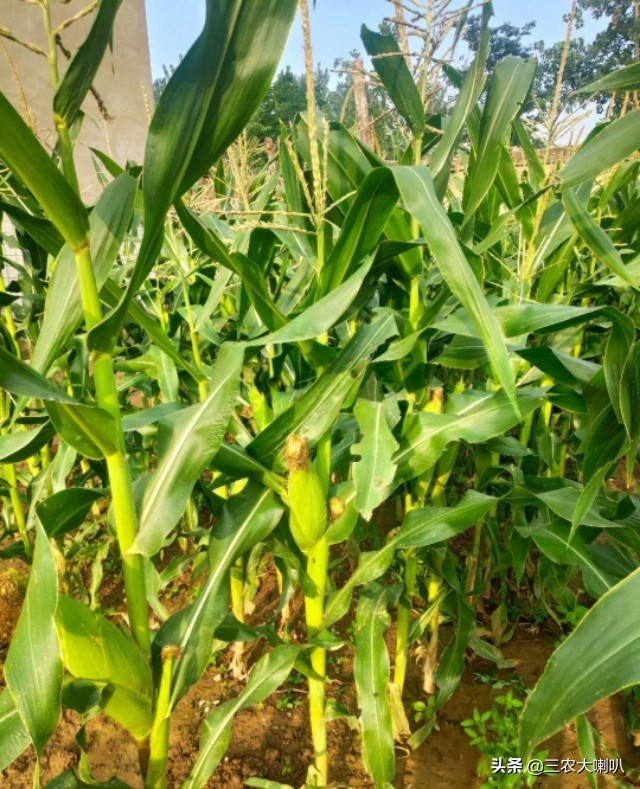 玉米丫子用不用掰,玉米丫子多大可以掰