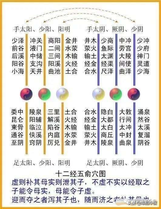 十二经筋连接动态图,十二经筋的图解