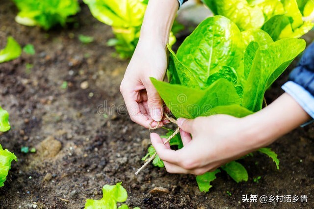 给蔬菜喷上小苏打可以防治病虫害,蔬菜病虫害防治技术小苏打